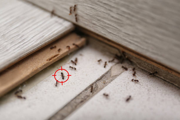 Best Pest Inspection Near Me  in Shorewood, MN