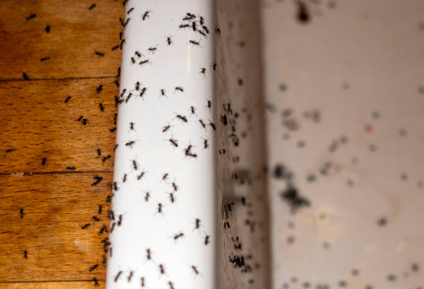 Best Exterminator Services  in Shorewood, MN